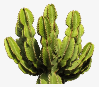 Download Cactus Clipart Png Photo - Cactus Png, Transparent Png, Transparent PNG