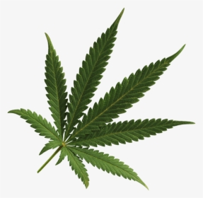 Cannabis Png Image - Transparent Background Marijuana Leaf, Png Download, Transparent PNG
