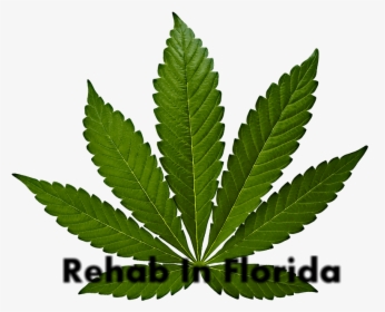 Rehab For Marijuana Abuse - Marijuana Png, Transparent Png, Transparent PNG