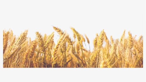 Wheat Field Png  available For Anything And Anyone - Transparent Background Wheat Leaves Png, Png Download, Transparent PNG