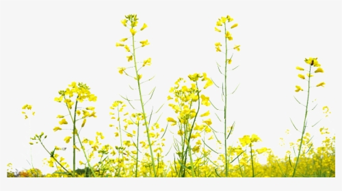 Rapeseed Flower Field Transparent Decoration Under - Yellow Flower Field Png, Png Download, Transparent PNG