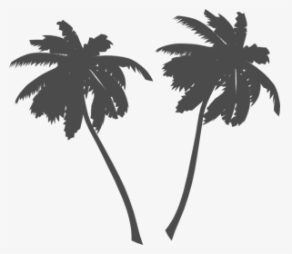Transparent Plam Tree Clipart - Palm Trees Vector Png, Png Download, Transparent PNG
