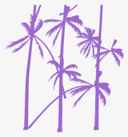 Palm Tree Vector - Attalea Speciosa, HD Png Download, Transparent PNG
