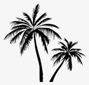 Coconut Tree Vector Free Clipart , Png Download - Coconut Tree Vector Png, Transparent Png, Transparent PNG