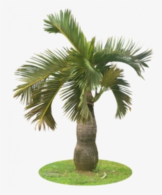 Garden Palm Tree Png, Transparent Png, Transparent PNG