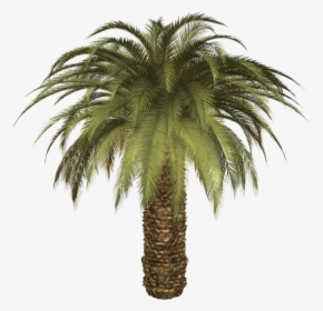 Palmtree Png Free Download - Date Palm Transparent Background, Png Download, Transparent PNG