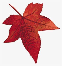 Fall Clipart Maple Tree - Red Oak Leaf Clipart, HD Png Download, Transparent PNG