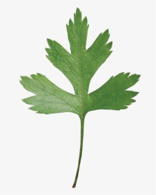 Parsley Hawthorn Leaf, HD Png Download, Transparent PNG