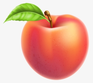 Peaches Clipart Fruit Plant - Peach Fruit Clipart, HD Png Download, Transparent PNG