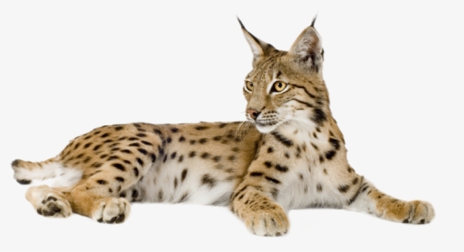 Eurasian Lynx Bobcat Felidae Kitten - Lynx Transparent, HD Png Download, Transparent PNG
