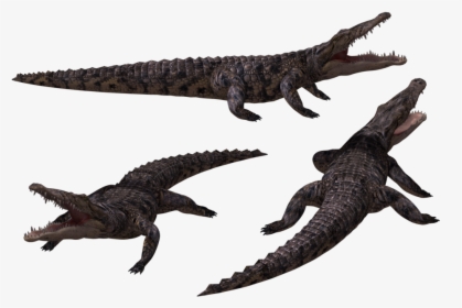 Crocodile In Png Background Black, Transparent Png, Transparent PNG