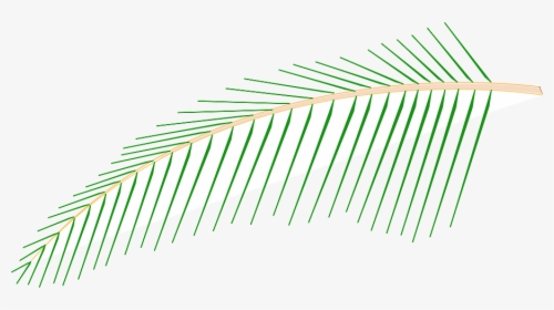 Coconut, HD Png Download, Transparent PNG