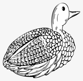 Kachna Omalovánky, HD Png Download, Transparent PNG