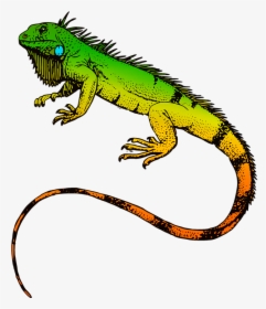 Green Iguana T-shirt Reptile Sticker Lizard - Iguana Png, Transparent Png, Transparent PNG