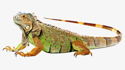 Iguana Clipart Colorful - Iguvana Png, Transparent Png, Transparent PNG
