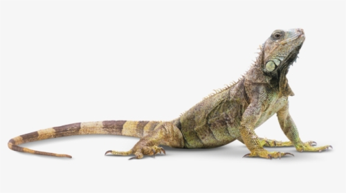 Head Clipart Iguana - Reptile Png, Transparent Png, Transparent PNG