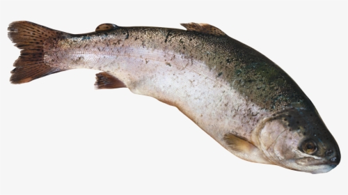 Рыба Png, Transparent Png, Transparent PNG