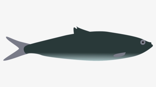 Whale, HD Png Download, Transparent PNG