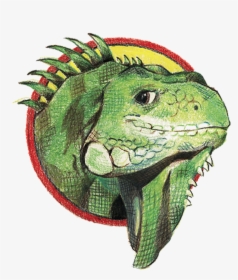 Picture - Green Iguana, HD Png Download, Transparent PNG