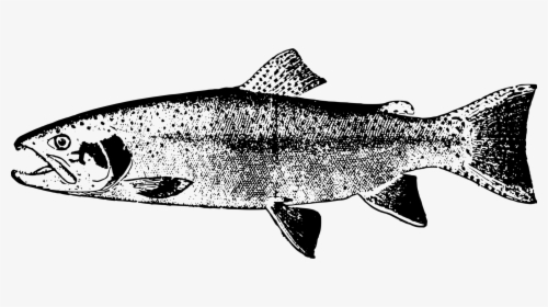 Monochrome Photography,fin,seafood - Trout Line Art, HD Png Download, Transparent PNG