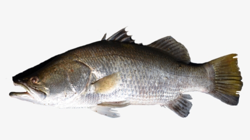 Fish Png - Barramundi Png, Transparent Png, Transparent PNG
