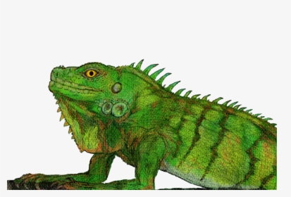 Green Iguana , Png Download - Green Iguana, Transparent Png, Transparent PNG