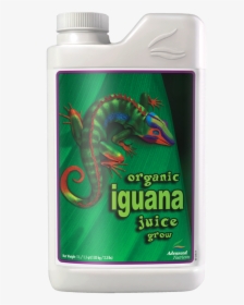 Iguana Png, Transparent Png, Transparent PNG