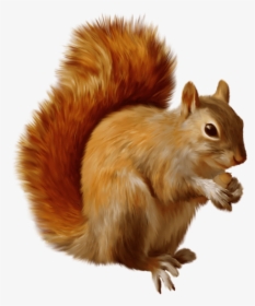Squirrel Eating - Squirrel Png Clipart, Transparent Png, Transparent PNG