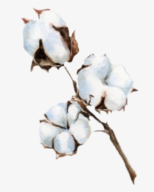Transparent Background Cotton Plant Png, Png Download, Transparent PNG
