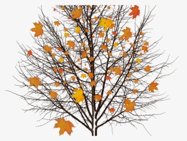 Autumn Png Free Background - Seasons In Life Christian, Transparent Png, Transparent PNG