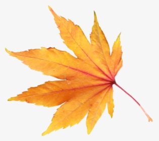 Autumn Png Leaf - Fall Leaf Transparent Background, Png Download, Transparent PNG