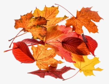 Foglie Autunno Png, Transparent Png, Transparent PNG