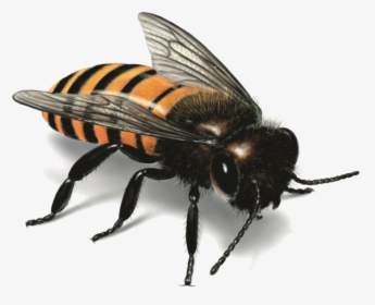 Bee Png Image - Characteristics Of Western Honey Bee, Transparent Png, Transparent PNG