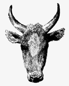 Cow Head - Kepala Anoa Vector, HD Png Download, Transparent PNG