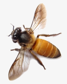Bee Png Image - Honey Bee Transparent Background, Png Download, Transparent PNG