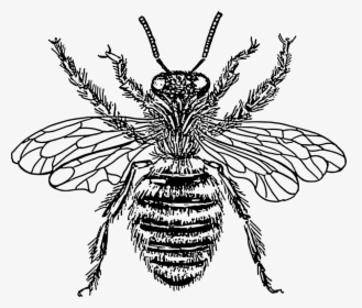 Bee Queen Svg Vector File, Vector Clip Art Svg File - Bee Drawing Png, Transparent Png, Transparent PNG