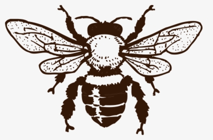 Bee Black And White Png, Transparent Png, Transparent PNG