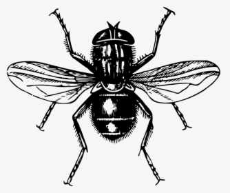 Fly,line Art,honey Bee - Lord Of The Flies Transparent, HD Png Download, Transparent PNG