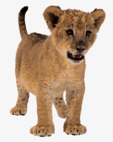 Download Small Lion Png Image Png Image Pngimg - Small Lion Png, Transparent Png, Transparent PNG