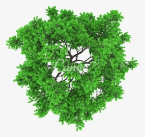 Transparent Tree Aerial View Png - Vector Tree Top View Png, Png Download, Transparent PNG
