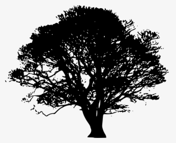 Tree Silhouette Oak Clip Art - Oak Tree Silhouette, HD Png Download, Transparent PNG