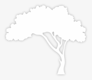 White Tree Png Silhouette, Transparent Png, Transparent PNG