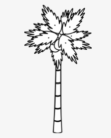 Palm Tree Clipart Black And White Free Clipart - Black & White Tree, HD Png Download, Transparent PNG