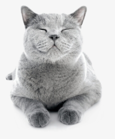 Cat Smiling, HD Png Download, Transparent PNG