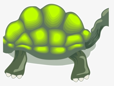 Tortoise Clipart Box Turtle - Turtle, HD Png Download, Transparent PNG