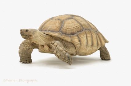 Tortoise Download Transparent Png Image - Desert Tortoise Clip Art, Png Download, Transparent PNG