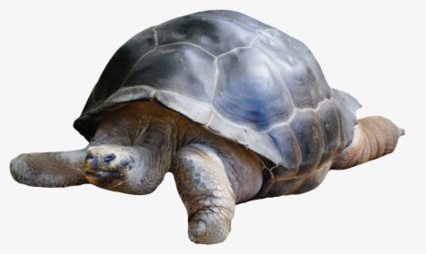 Tortoise Png Image - Tortoise Png, Transparent Png, Transparent PNG