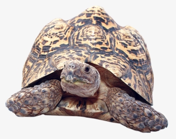 Clipart Turtle Gopher Tortoise - Leopard Tortoise Png, Transparent Png, Transparent PNG