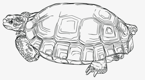 This Free Icons Png Design Of Desert Tortoise , Png - Desert Tortoise Clip Art, Transparent Png, Transparent PNG