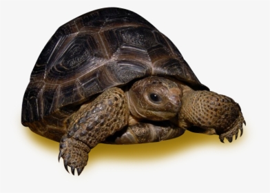 35 Pound Tortoise , Png Download - Desert Tortoise, Transparent Png, Transparent PNG